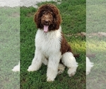 Small Photo #1 Poodle (Standard) Puppy For Sale in SAINT JOSEPH, MO, USA
