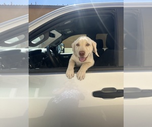 Labrador Retriever Puppy for sale in ADELANTO, CA, USA