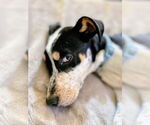 Small #1 Catahoula Leopard Dog Mix