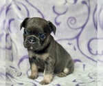 Small #4 French Bulldog