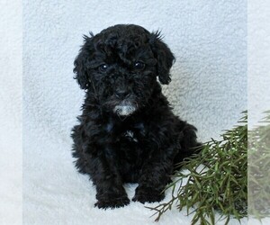 Goldendoodle-Poodle (Miniature) Mix Puppy for sale in LITITZ, PA, USA