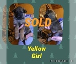 Small Photo #12 German Shepherd Dog Puppy For Sale in RUDY, AR, USA