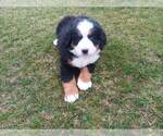 Small Photo #2 Bernese Mountain Dog Puppy For Sale in WARREN, MI, USA