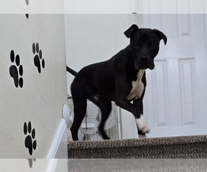 Phineas - Male Labrador Retriever-Unknown Mix Dog for Adoption - Photo #4