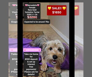 Yorkshire Terrier Puppy for sale in TUCSON, AZ, USA