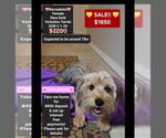 Image preview for Ad Listing. Nickname: Bernadette