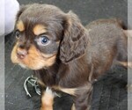 Puppy Puppy 3 Male Cavalier King Charles Spaniel