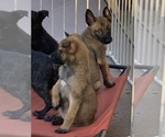 Small Photo #28 Belgian Malinois Puppy For Sale in HARKER HEIGHTS, TX, USA