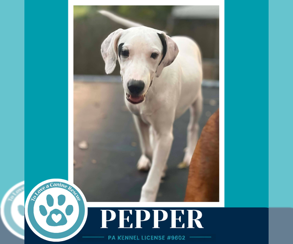 Medium Photo #1 Labrador Retriever-Unknown Mix Puppy For Sale in Kimberton, PA, USA