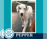 Pepper (Deli Delights) 091926 - Male Labrador Retriever-Unknown Mix Dog for Adoption - Small photo