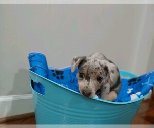Chihuahua-Chiweenie Mix Puppy for sale in MARIETTA, GA, USA