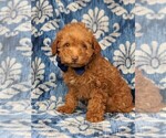 Small Photo #3 Labradoodle-Poodle (Miniature) Mix Puppy For Sale in KIRKWOOD, PA, USA