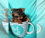 Small Photo #7 Yorkshire Terrier Puppy For Sale in KLEIN, TX, USA