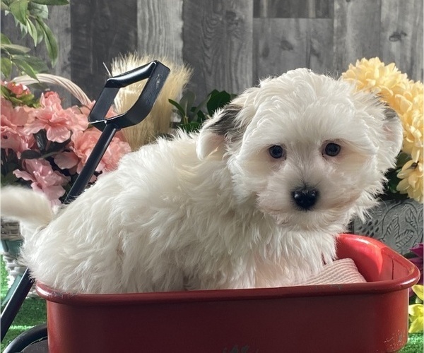 Medium Photo #2 Morkie Puppy For Sale in CANOGA, NY, USA