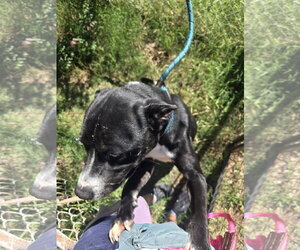 Buddy (Britton) - Male Mountain Cur-Unknown Mix Dog for Adoption - Photo #3