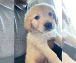 Small Photo #5 Golden Retriever Puppy For Sale in LAS VEGAS, NV, USA