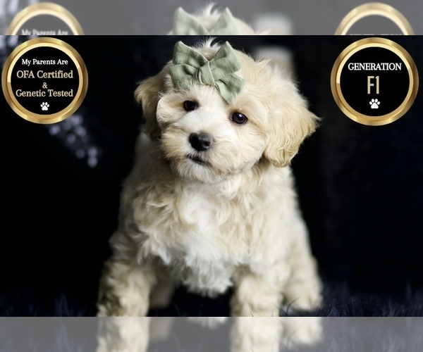 Medium Photo #120 Maltipoo (Miniature) Puppy For Sale in WARSAW, IN, USA