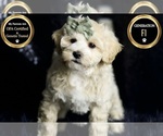 Small #6 Maltipoo (Miniature)