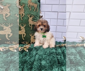 Poodle (Toy) Puppy for sale in INDIANAPOLIS, IN, USA