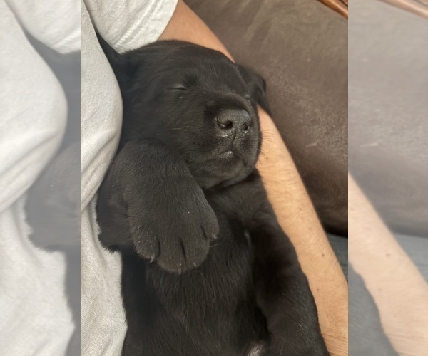 Medium Photo #3 Labrador Retriever Puppy For Sale in MIDDLETOWN, CA, USA