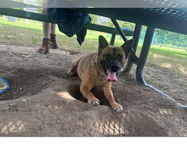 Medium Photo #3 Chow Chow Puppy For Sale in Denton, TX, USA