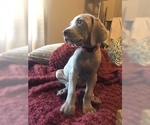Small Photo #2 Weimaraner Puppy For Sale in ROMEOVILLE, IL, USA