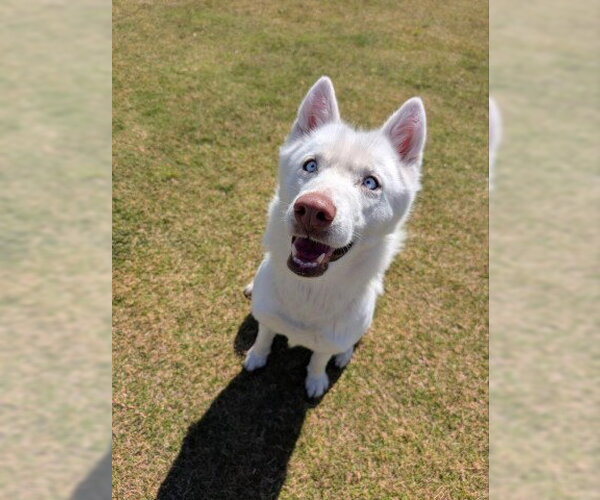 Medium Photo #3 Siberian Husky-Unknown Mix Puppy For Sale in Redlands, CA, USA