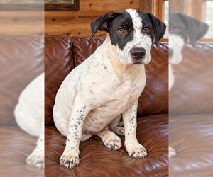 Rafael Taylor - Male Labrador Retriever-Unknown Mix Dog for Adoption - Photo #3