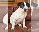 Small Photo #3 Labrador Retriever-Unknown Mix Puppy For Sale in Southbury, CT, USA