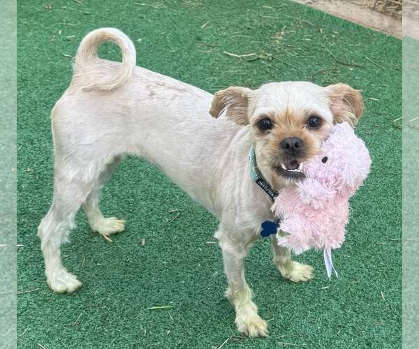 Medium Photo #2 Mutt Puppy For Sale in Spring Lake, NC, USA