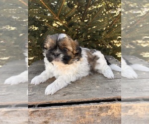 Shih Tzu Puppy for sale in MIDDLEBURY, IN, USA