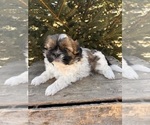 Small Photo #1 Shih Tzu Puppy For Sale in MIDDLEBURY, IN, USA
