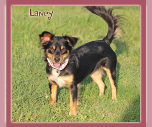 Chihuahua-Spaniel Mix Dogs for adoption in Cranston, RI, USA