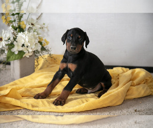 Medium Doberman Pinscher