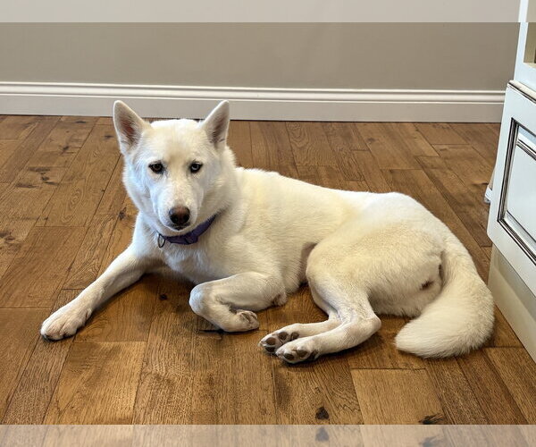 Medium Photo #4 Siberian Husky Puppy For Sale in Fenton, MO, USA