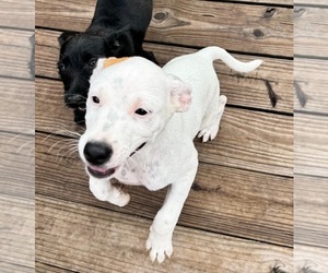Chihuahua-Unknown Mix Dogs for adoption in Virginia Beach, VA, USA