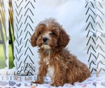 Small #4 Cavapoo (Miniature)