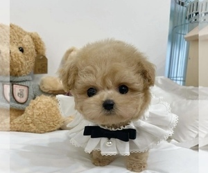 Poodle (Toy) Puppy for sale in HAYWARD, CA, USA