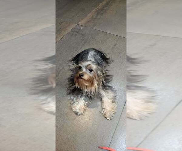 Medium Photo #1 Yorkshire Terrier Puppy For Sale in PLACITAS, NM, USA