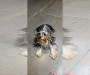 Mother of the Yorkshire Terrier puppies born on 04/20/2026