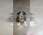 Small Photo #1 Yorkshire Terrier Puppy For Sale in PLACITAS, NM, USA