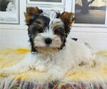 Small Photo #2 Biewer Terrier Puppy For Sale in SAN DIEGO, CA, USA