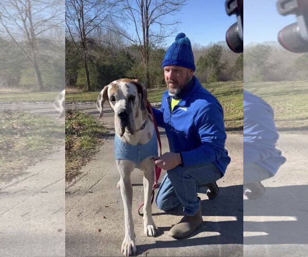 Medium Photo #2 Great Dane-Unknown Mix Puppy For Sale in Columbus, IN, USA