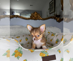 Small #7 Chihuahua