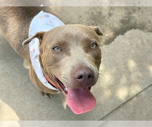 Mutt Dogs for adoption in Tulsa, OK, USA