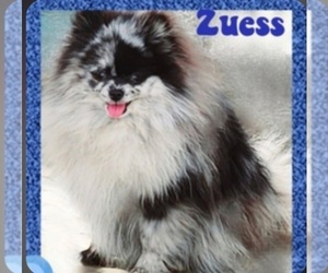 Father of the Pomeranian puppies born on 02/22/2026