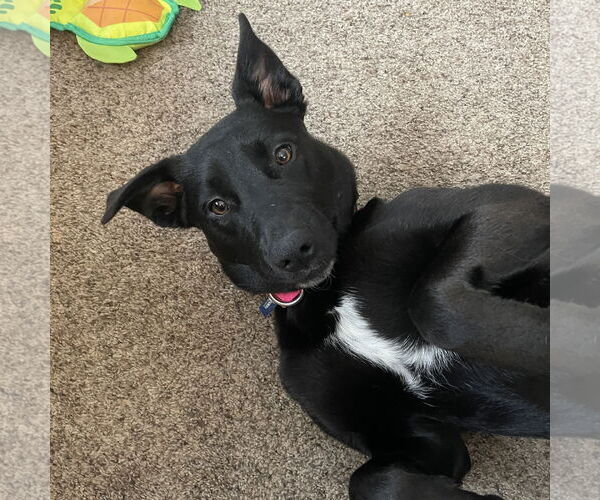 Medium Photo #19 Pointer-Unknown Mix Puppy For Sale in Fargo, ND, USA