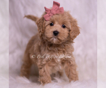Small Photo #75 Maltipoo (Miniature) Puppy For Sale in WARSAW, IN, USA