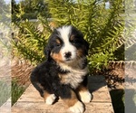 Small #3 Bernese Mountain Dog