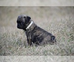Small #6 Pug
